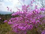 向山連山