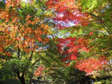 森林植物園